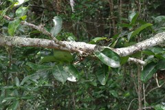 Cassipourea gummiflua