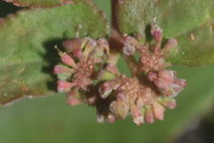 Euphorbia nocens