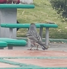 Setophaga coronata