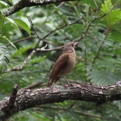 Turdus leucomelas