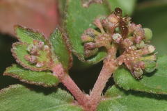 Euphorbia nocens