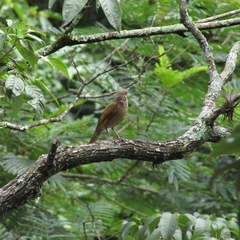 Turdus leucomelas