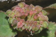 Euphorbia nocens