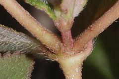 Euphorbia nocens