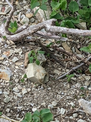 Medopheos edracanthus