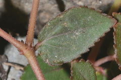 Euphorbia nocens