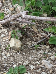 Medopheos edracanthus