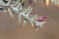 Daviesia pachyphylla