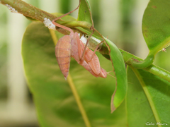 Photiomantis planicephala