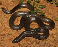 Amblyodipsas polylepis