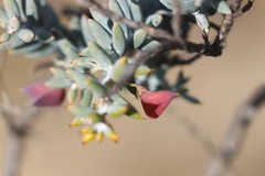 Daviesia pachyphylla