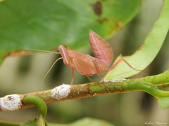 Photiomantis planicephala