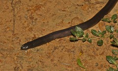 Amblyodipsas polylepis