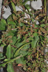 Euphorbia nocens