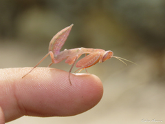 Photiomantis planicephala