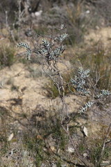 Daviesia pachyphylla
