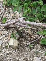 Medopheos edracanthus