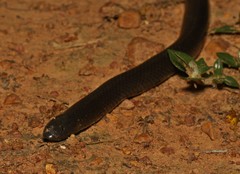 Amblyodipsas polylepis