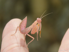 Photiomantis planicephala