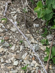 Medopheos edracanthus