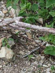 Medopheos edracanthus