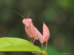 Photiomantis planicephala