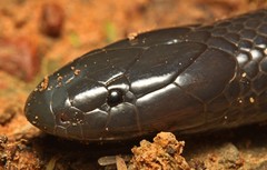 Amblyodipsas polylepis
