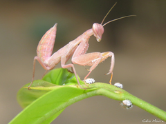 Photiomantis planicephala