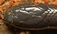 Amblyodipsas polylepis