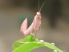 Photiomantis planicephala