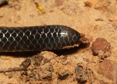 Amblyodipsas polylepis