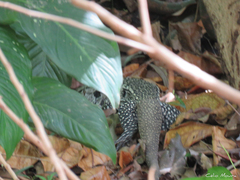 Salvator merianae merianae