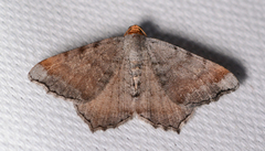 Macaria distribuaria