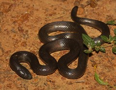 Amblyodipsas polylepis