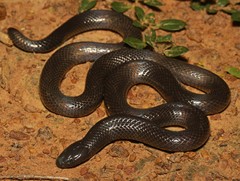 Amblyodipsas polylepis