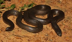 Amblyodipsas polylepis
