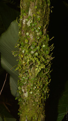 Peperomia serpens