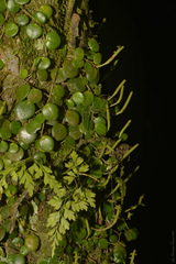 Peperomia serpens