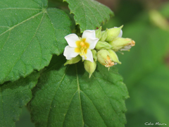 Melochia betonicifolia