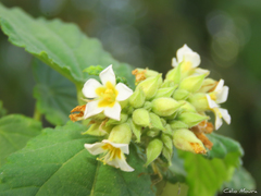 Melochia betonicifolia