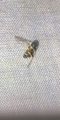 Allograpta exotica