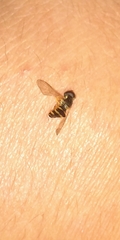 Allograpta exotica