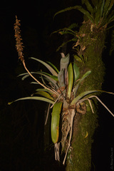 Vriesea platynema