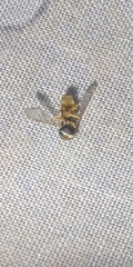 Allograpta exotica