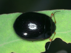 Paropsisterna rufipes