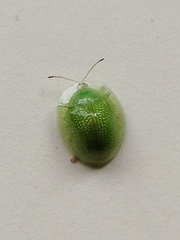 Aspidimorpha siticulosa