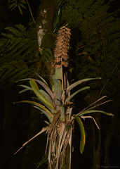 Vriesea platynema