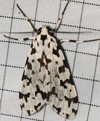 Eucereon tigrata