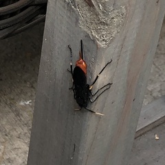 Urocerus cressoni