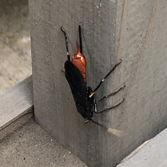 Urocerus cressoni